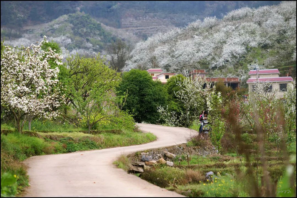 【春天，广西桂林灌阳县向您发出邀请！】我们在灌阳看梨花 - 游山玩水 - 南宁生活社区 - 南宁28生活网 nn.28life.com