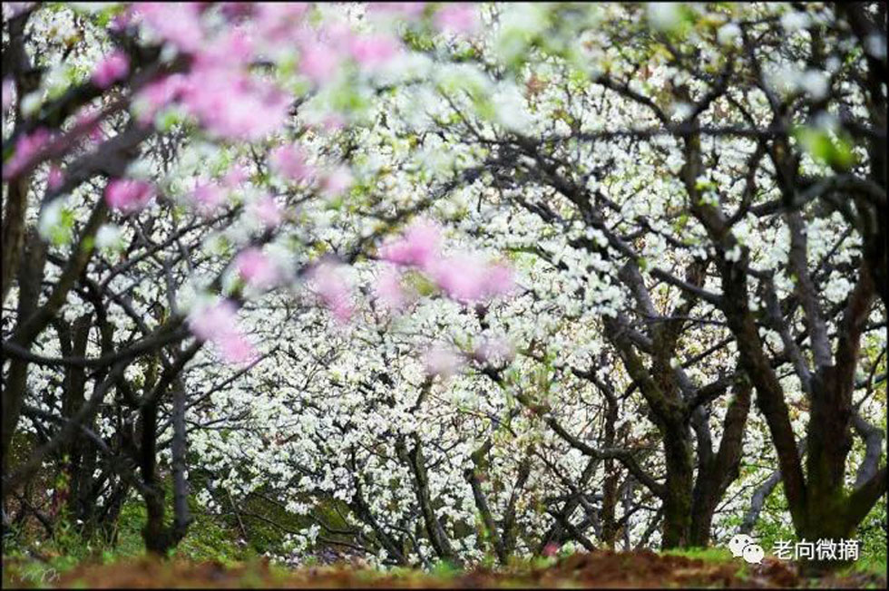 【春天，广西桂林灌阳县向您发出邀请！】我们在灌阳看梨花 - 游山玩水 - 南宁生活社区 - 南宁28生活网 nn.28life.com