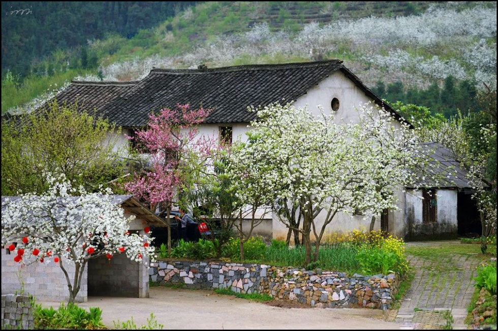 【春天，广西桂林灌阳县向您发出邀请！】我们在灌阳看梨花 - 游山玩水 - 南宁生活社区 - 南宁28生活网 nn.28life.com