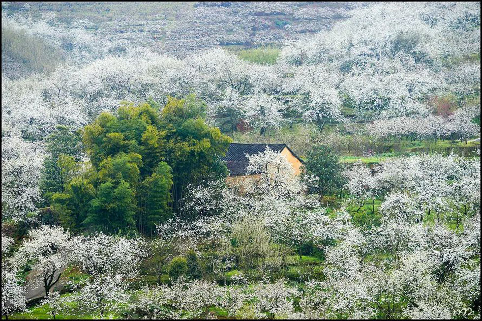 【春天，广西桂林灌阳县向您发出邀请！】我们在灌阳看梨花 - 游山玩水 - 南宁生活社区 - 南宁28生活网 nn.28life.com