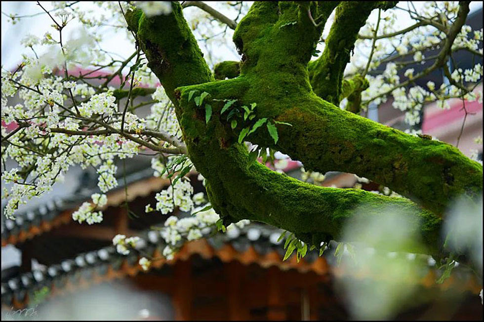 【春天，广西桂林灌阳县向您发出邀请！】我们在灌阳看梨花 - 游山玩水 - 南宁生活社区 - 南宁28生活网 nn.28life.com