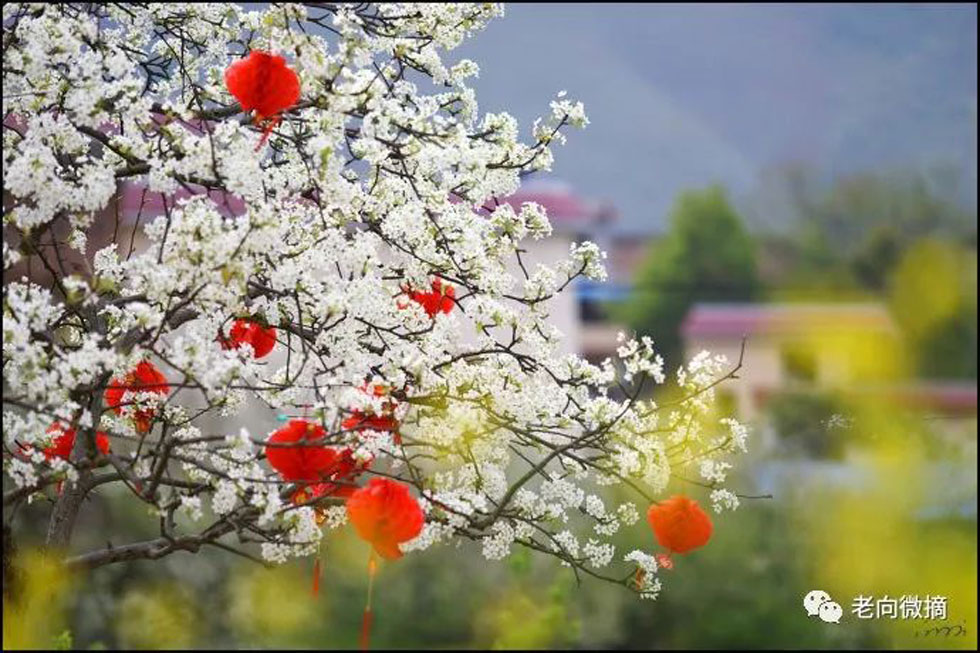 【春天，广西桂林灌阳县向您发出邀请！】我们在灌阳看梨花 - 游山玩水 - 南宁生活社区 - 南宁28生活网 nn.28life.com