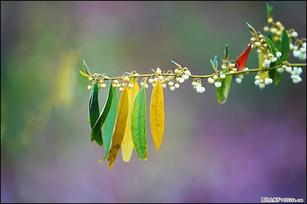 【春天,广西桂林灌阳县向您发出邀请!】米珠山前有片山苍子花在飘香 - 游山玩水 - 南宁生活社区 - 南宁28生活网 nn.28life.com