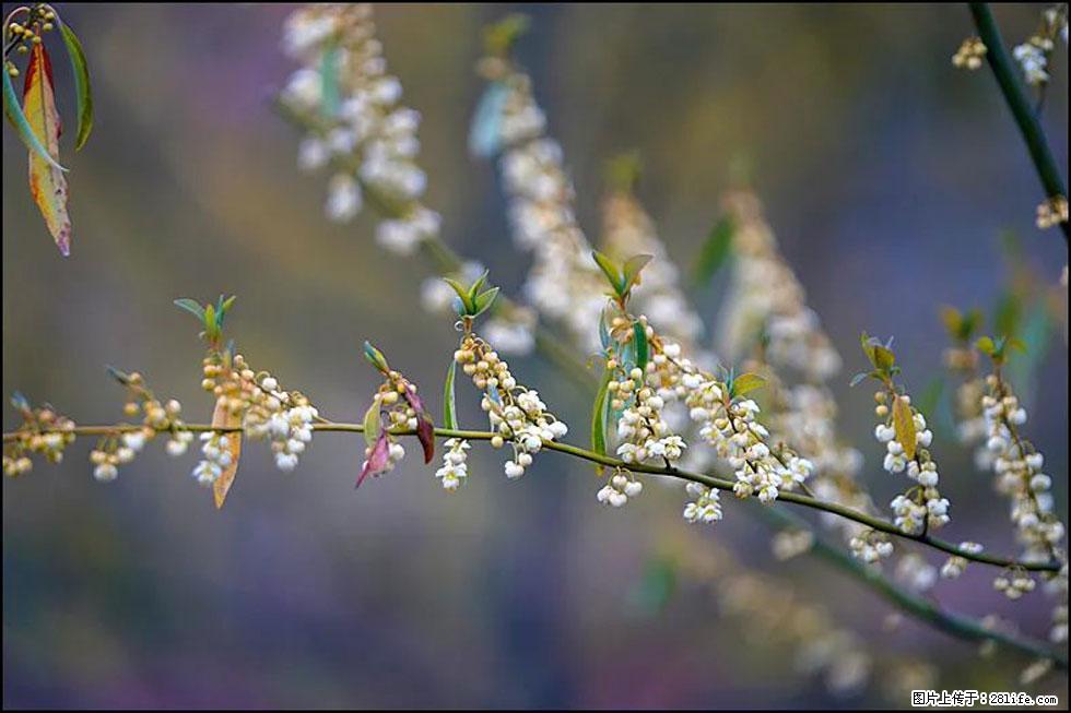 【春天,广西桂林灌阳县向您发出邀请!】米珠山前有片山苍子花在飘香 - 游山玩水 - 南宁生活社区 - 南宁28生活网 nn.28life.com