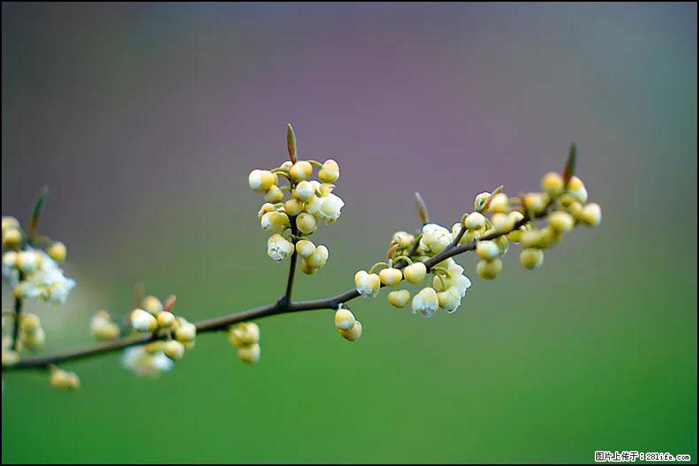 【春天,广西桂林灌阳县向您发出邀请!】米珠山前有片山苍子花在飘香 - 游山玩水 - 南宁生活社区 - 南宁28生活网 nn.28life.com