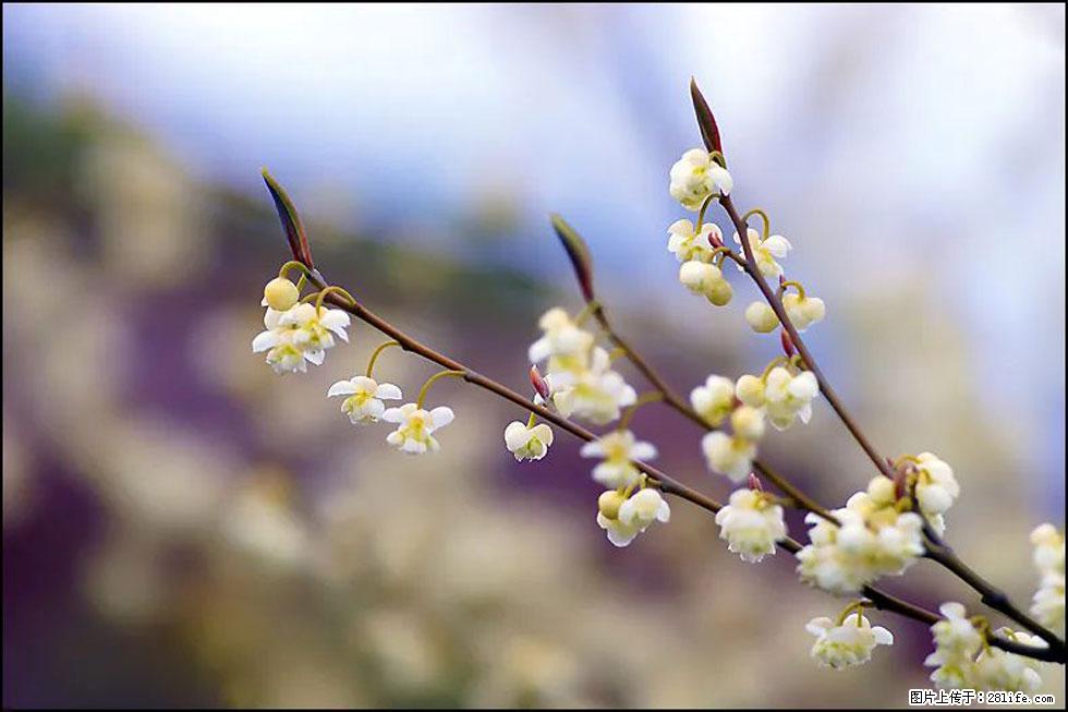 【春天,广西桂林灌阳县向您发出邀请!】米珠山前有片山苍子花在飘香 - 游山玩水 - 南宁生活社区 - 南宁28生活网 nn.28life.com