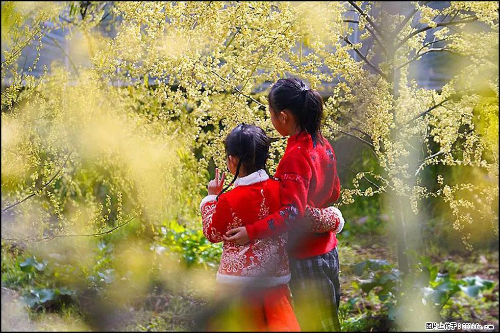 【春天,广西桂林灌阳县向您发出邀请!】米珠山前有片山苍子花在飘香 - 游山玩水 - 南宁生活社区 - 南宁28生活网 nn.28life.com