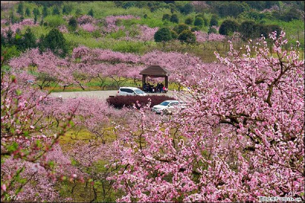 【春天,广西桂林灌阳县向您发出邀请!】官庄村有个醉美的桃花园 - 游山玩水 - 南宁生活社区 - 南宁28生活网 nn.28life.com