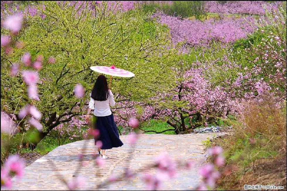 【春天,广西桂林灌阳县向您发出邀请!】官庄村有个醉美的桃花园 - 游山玩水 - 南宁生活社区 - 南宁28生活网 nn.28life.com