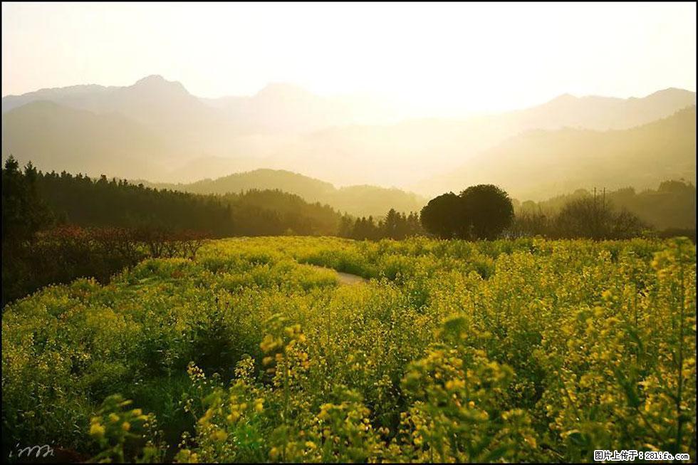 【春天，广西桂林灌阳县向您发出邀请！】长坪村油菜盛情花开 - 游山玩水 - 南宁生活社区 - 南宁28生活网 nn.28life.com