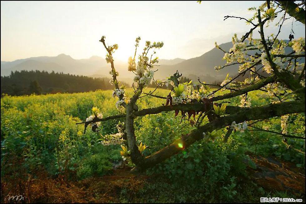 【春天，广西桂林灌阳县向您发出邀请！】长坪村油菜盛情花开 - 游山玩水 - 南宁生活社区 - 南宁28生活网 nn.28life.com