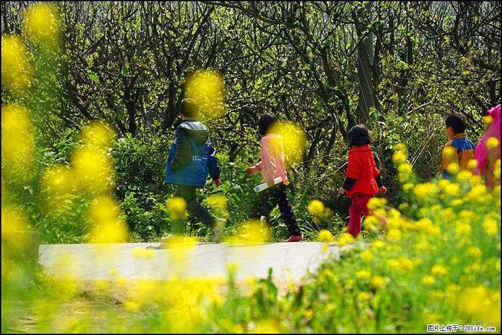 【春天，广西桂林灌阳县向您发出邀请！】长坪村油菜盛情花开 - 游山玩水 - 南宁生活社区 - 南宁28生活网 nn.28life.com