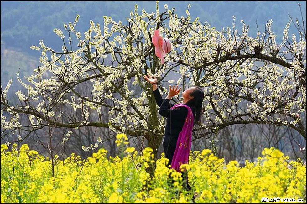 【春天，广西桂林灌阳县向您发出邀请！】长坪村油菜盛情花开 - 游山玩水 - 南宁生活社区 - 南宁28生活网 nn.28life.com