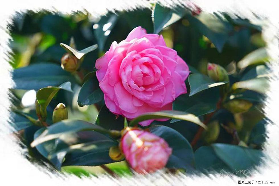 【春天，广西桂林灌阳县向您发出邀请！】杨柳井茶花惹人爱 - 游山玩水 - 南宁生活社区 - 南宁28生活网 nn.28life.com