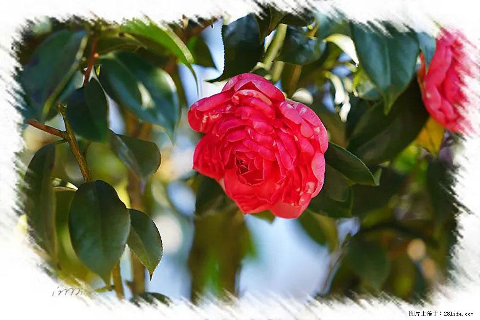 【春天，广西桂林灌阳县向您发出邀请！】杨柳井茶花惹人爱 - 游山玩水 - 南宁生活社区 - 南宁28生活网 nn.28life.com