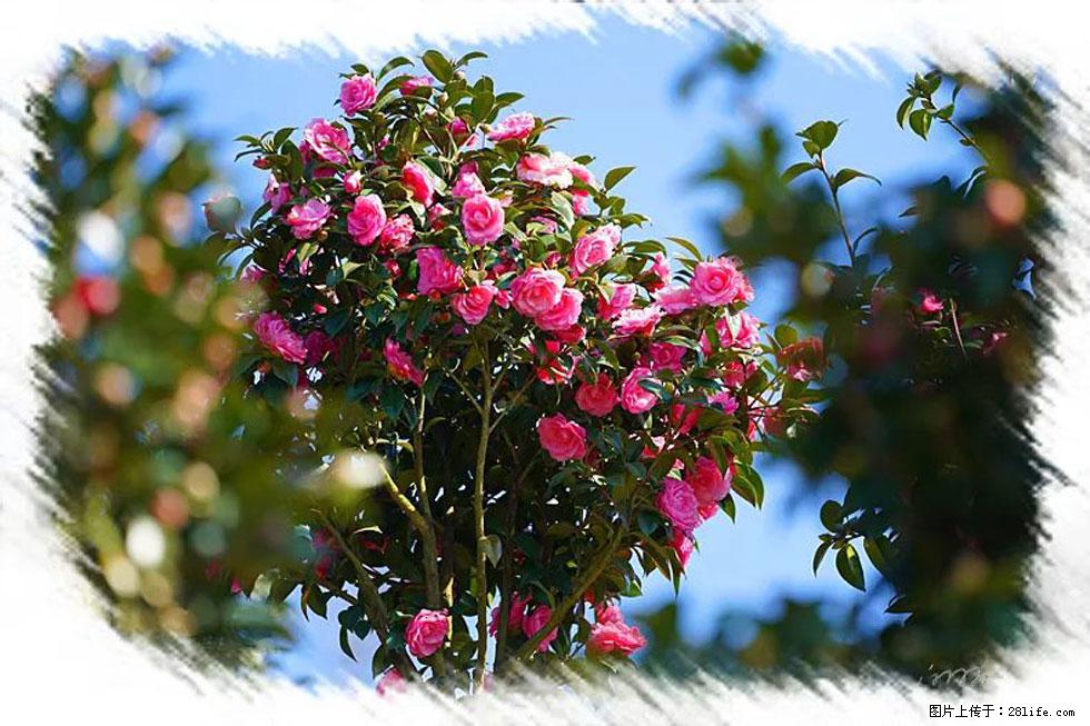 【春天，广西桂林灌阳县向您发出邀请！】杨柳井茶花惹人爱 - 游山玩水 - 南宁生活社区 - 南宁28生活网 nn.28life.com