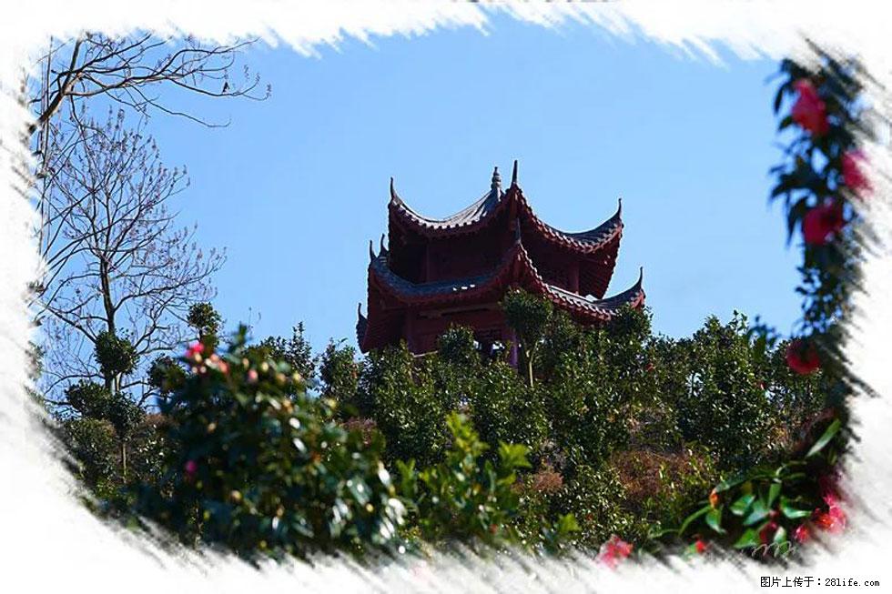 【春天，广西桂林灌阳县向您发出邀请！】杨柳井茶花惹人爱 - 游山玩水 - 南宁生活社区 - 南宁28生活网 nn.28life.com