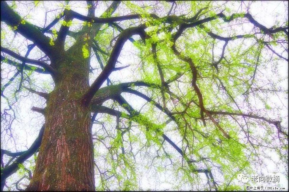 【春天，广西桂林灌阳县向您发出邀请！】在小龙村与春天约会 - 游山玩水 - 南宁生活社区 - 南宁28生活网 nn.28life.com