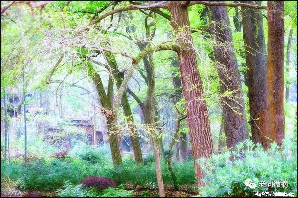 【春天，广西桂林灌阳县向您发出邀请！】在小龙村与春天约会 - 游山玩水 - 南宁生活社区 - 南宁28生活网 nn.28life.com