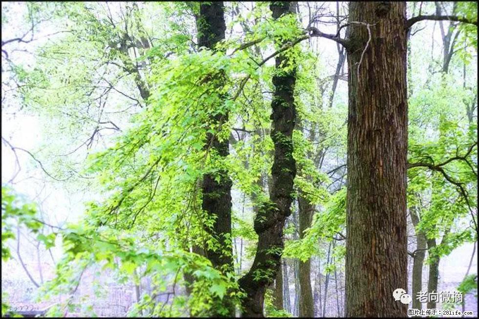 【春天，广西桂林灌阳县向您发出邀请！】在小龙村与春天约会 - 游山玩水 - 南宁生活社区 - 南宁28生活网 nn.28life.com