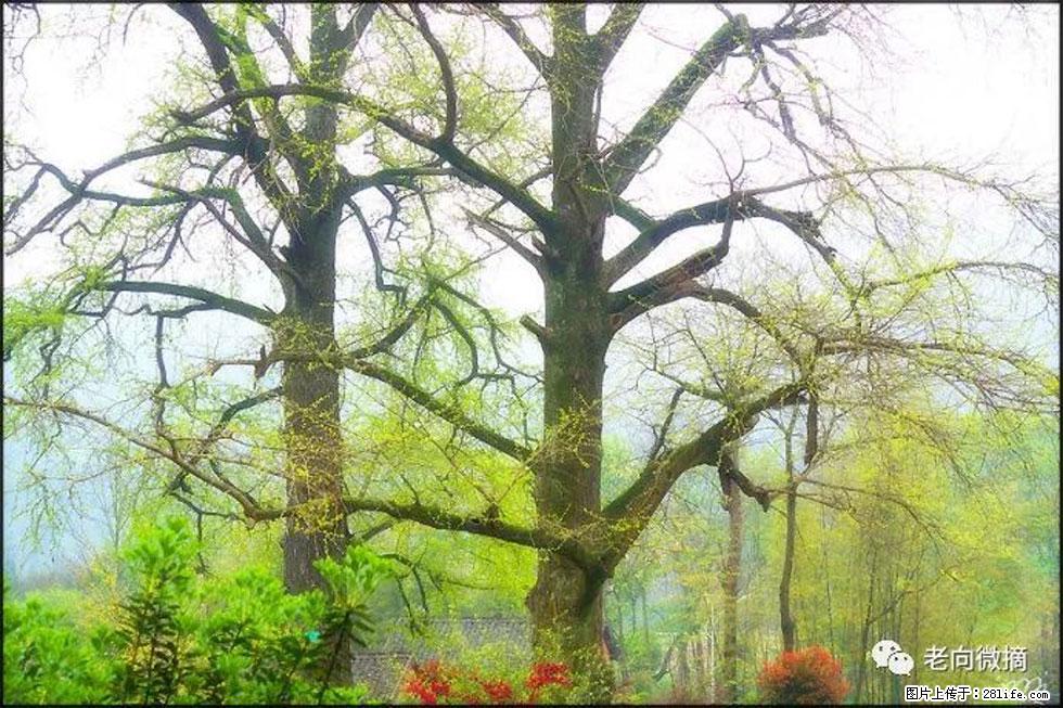 【春天，广西桂林灌阳县向您发出邀请！】在小龙村与春天约会 - 游山玩水 - 南宁生活社区 - 南宁28生活网 nn.28life.com