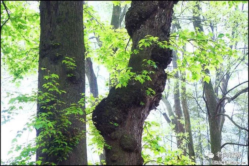 【春天，广西桂林灌阳县向您发出邀请！】在小龙村与春天约会 - 游山玩水 - 南宁生活社区 - 南宁28生活网 nn.28life.com