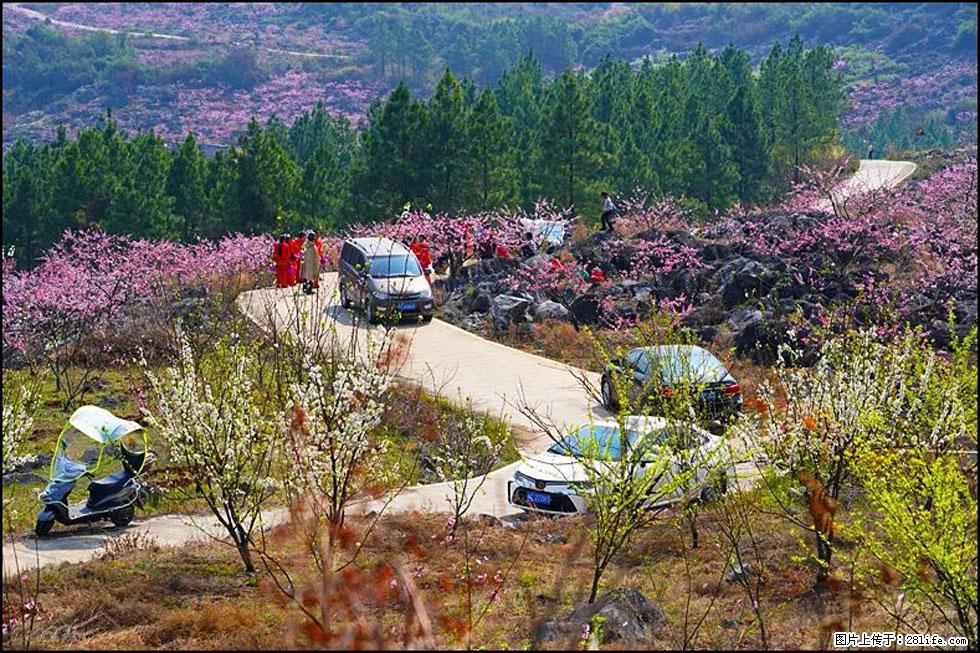 【春天，广西桂林灌阳县向您发出邀请！】望月岭上桃花开 - 游山玩水 - 南宁生活社区 - 南宁28生活网 nn.28life.com
