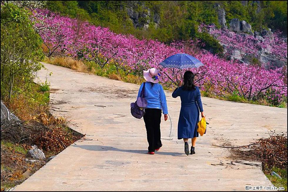 【春天，广西桂林灌阳县向您发出邀请！】望月岭上桃花开 - 游山玩水 - 南宁生活社区 - 南宁28生活网 nn.28life.com