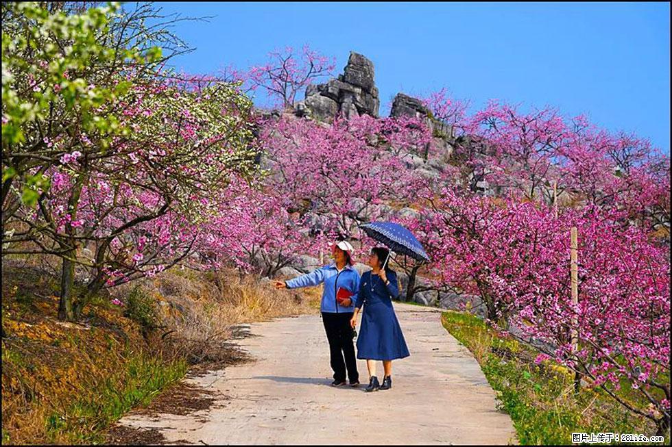 【春天，广西桂林灌阳县向您发出邀请！】望月岭上桃花开 - 游山玩水 - 南宁生活社区 - 南宁28生活网 nn.28life.com