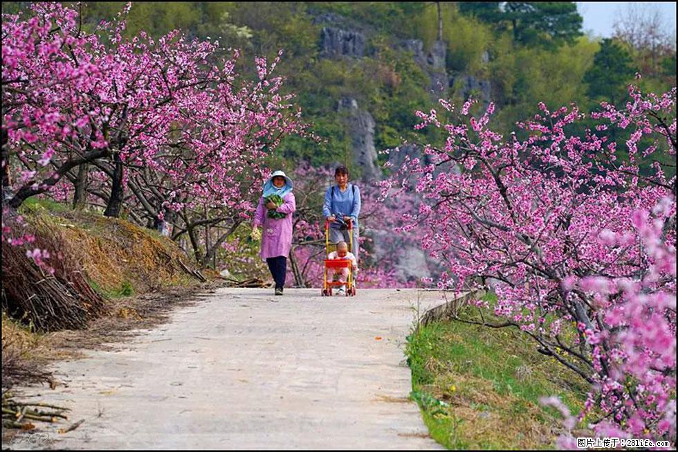 【春天，广西桂林灌阳县向您发出邀请！】望月岭上桃花开 - 游山玩水 - 南宁生活社区 - 南宁28生活网 nn.28life.com