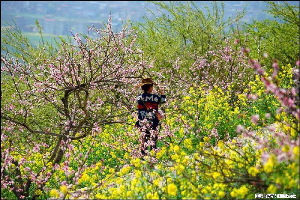 【春天，广西桂林灌阳县向您发出邀请！】望月岭上桃花开 - 游山玩水 - 南宁生活社区 - 南宁28生活网 nn.28life.com