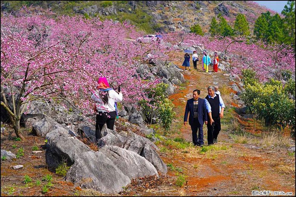 【春天，广西桂林灌阳县向您发出邀请！】望月岭上桃花开 - 游山玩水 - 南宁生活社区 - 南宁28生活网 nn.28life.com