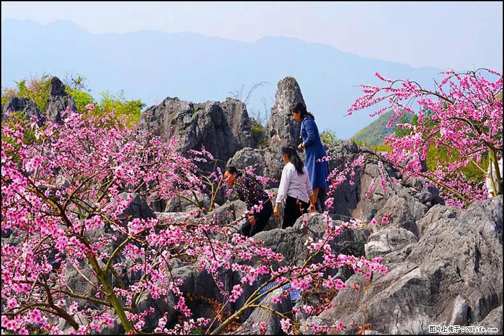 【春天，广西桂林灌阳县向您发出邀请！】望月岭上桃花开 - 游山玩水 - 南宁生活社区 - 南宁28生活网 nn.28life.com