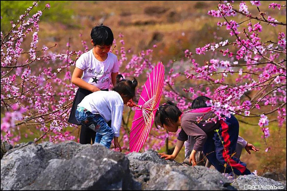 【春天，广西桂林灌阳县向您发出邀请！】望月岭上桃花开 - 游山玩水 - 南宁生活社区 - 南宁28生活网 nn.28life.com