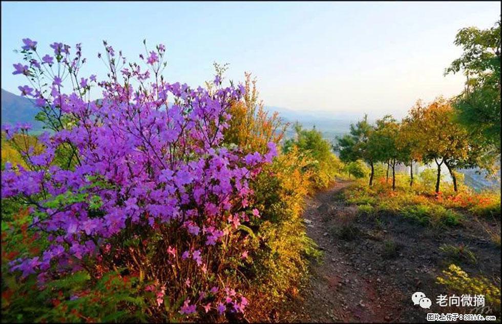 【春天，广西桂林灌阳县向您发出邀请！】登麒麟山，相约映山红 - 游山玩水 - 南宁生活社区 - 南宁28生活网 nn.28life.com