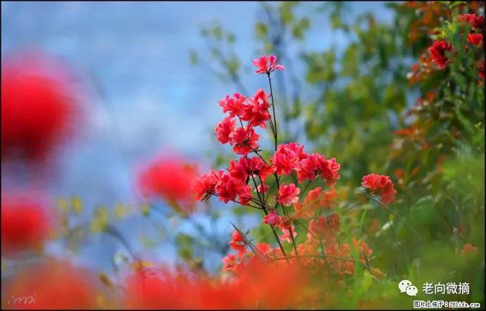 【春天，广西桂林灌阳县向您发出邀请！】登麒麟山，相约映山红 - 游山玩水 - 南宁生活社区 - 南宁28生活网 nn.28life.com