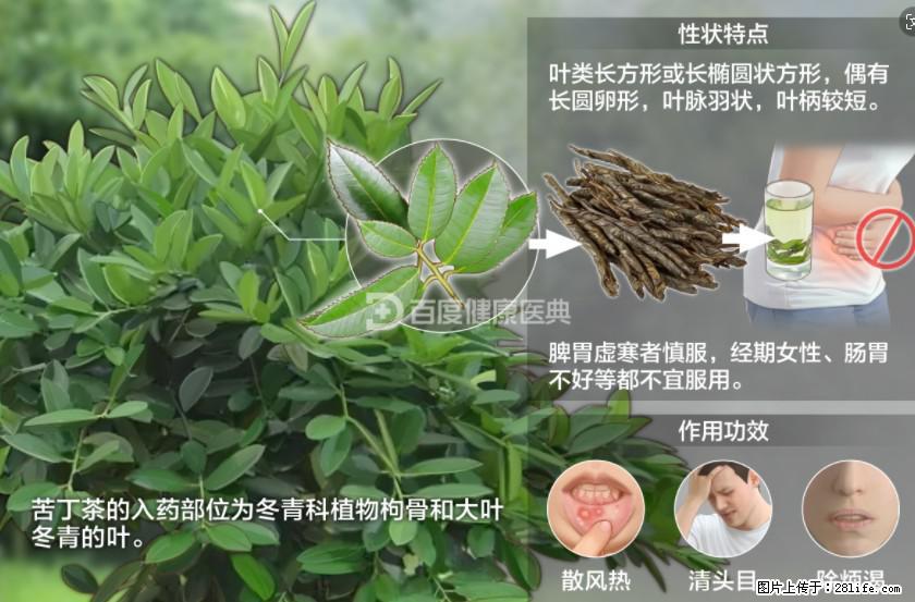 苦丁茶有哪些功效和作用 - 生活百科 - 南宁生活社区 - 南宁28生活网 nn.28life.com