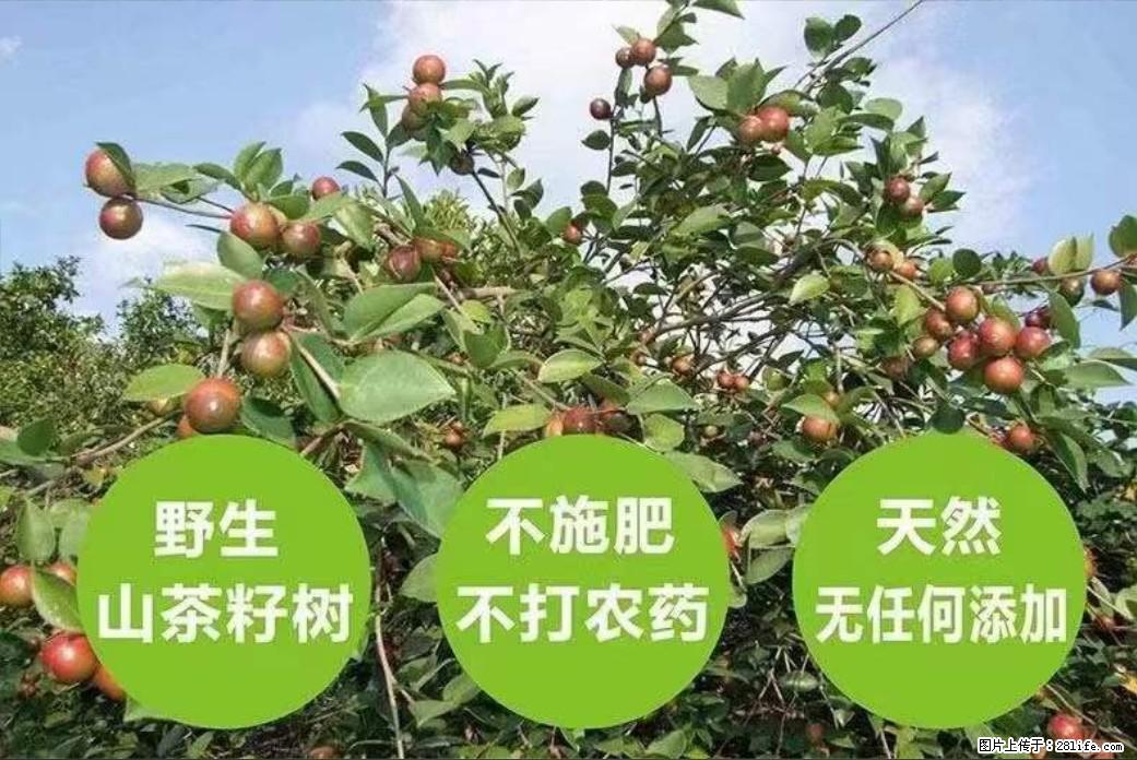 【灌阳县油茶产业示范区】一个有着充实的精神生活的人,对待身外之物自会有一种淡泊的态度 - 土特产 - 饮食特产 - 南宁分类信息 - 南宁28生活网 nn.28life.com