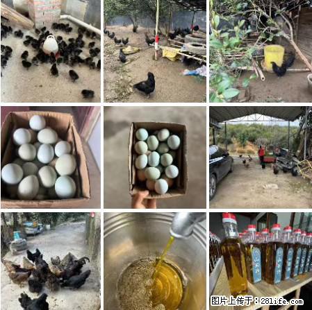 油茶园从小鸡仔开始养起的纯土鸡、土鸡蛋可以预定啦!还有前几天刚榨的纯山茶油哦 - 美食天地 - 南宁生活社区 - 南宁28生活网 nn.28life.com