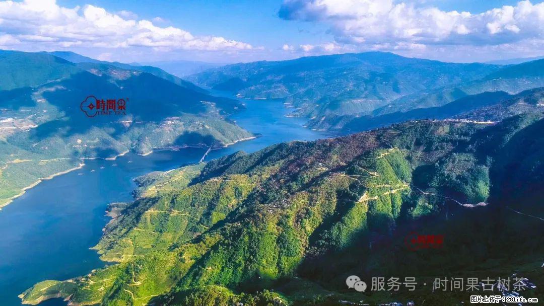 时间果百年古树龙珠普洱生茶 - 购物交流 - 南宁生活社区 - 南宁28生活网 nn.28life.com