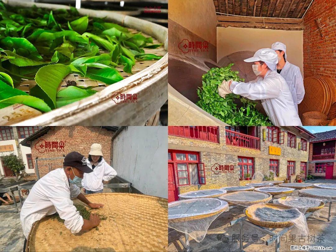 时间果百年古树龙珠普洱生茶 - 购物交流 - 南宁生活社区 - 南宁28生活网 nn.28life.com