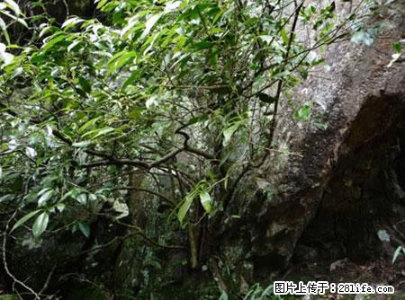 平乐石崖茶，珍贵仅次于金花茶 - 南宁生活资讯 - 南宁28生活网 nn.28life.com