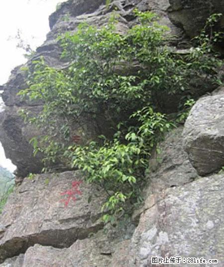 平乐石崖茶，珍贵仅次于金花茶 - 南宁生活资讯 - 南宁28生活网 nn.28life.com