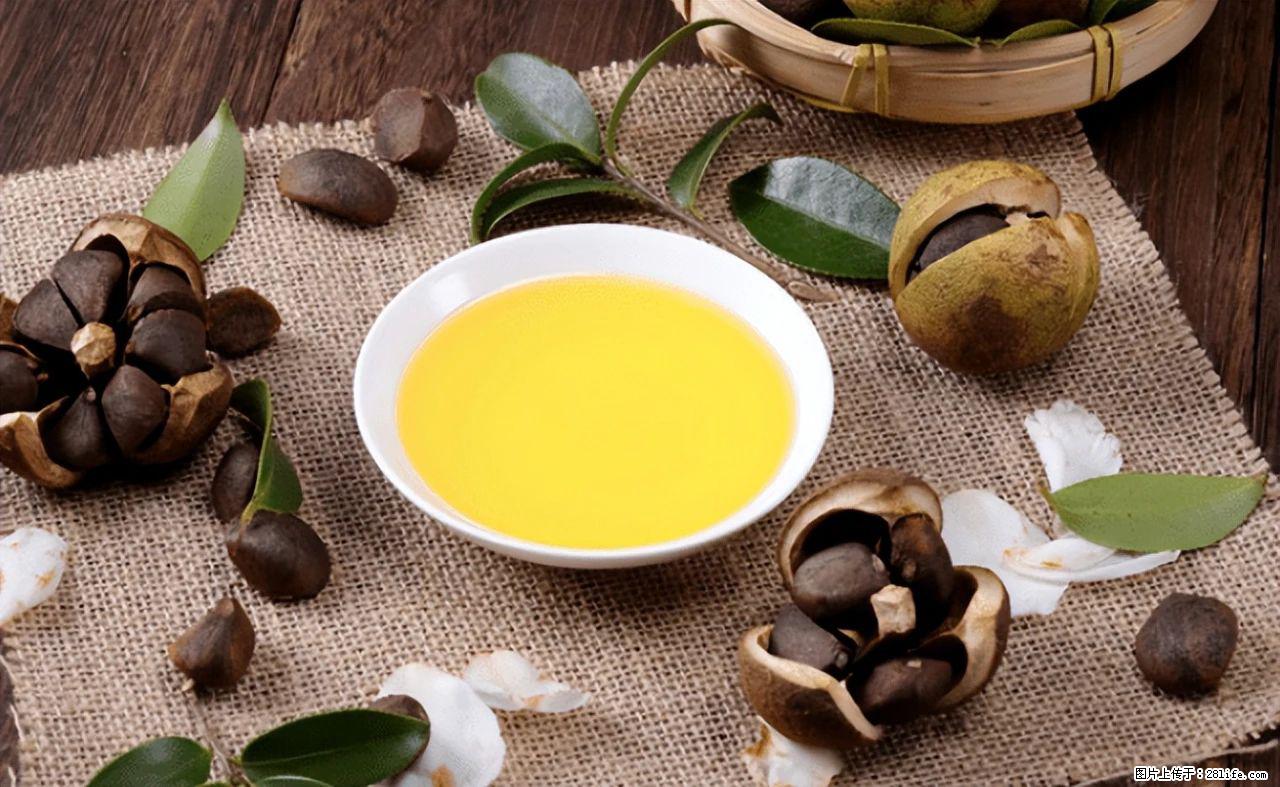 揭秘茶油的5大核心营养成分！被称为人体健康的“守护盾”！ - 南宁生活资讯 - 南宁28生活网 nn.28life.com