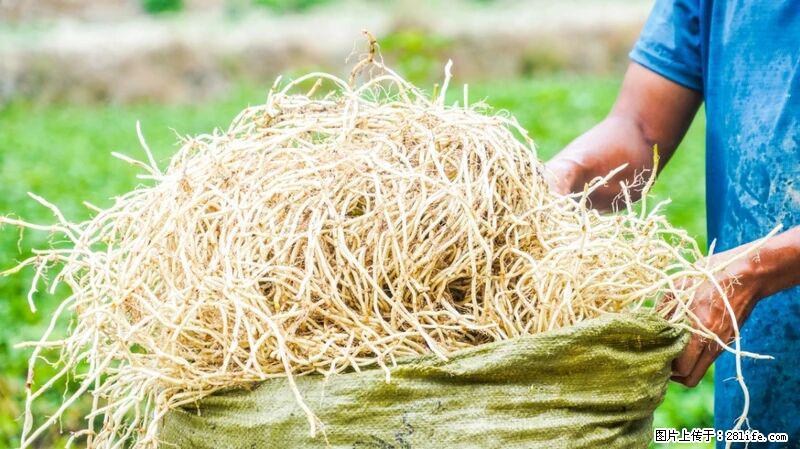 堪称“最难吃”的蔬菜，却是 “抗辐射神器”，还能护肺、清热、止咳化痰！ - 南宁生活资讯 - 南宁28生活网 nn.28life.com