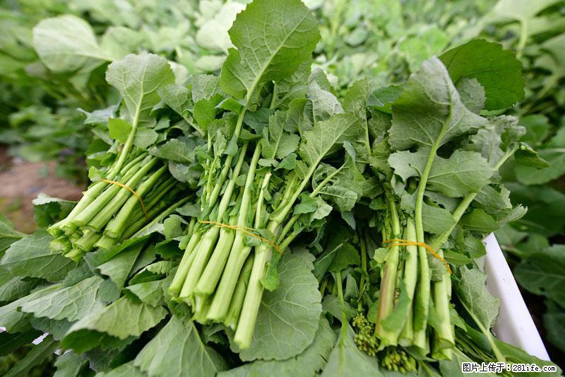 这些蔬菜是“天然钙片”，这6种被医生重点推荐 - 南宁生活资讯 - 南宁28生活网 nn.28life.com